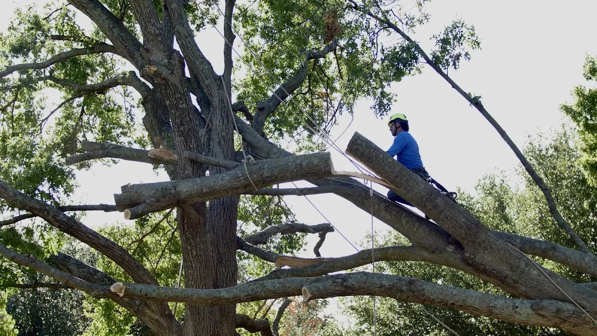 Professional Hazardous Tree Removal performed by certified arborists in Palmer